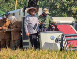 Gubernur Jawa Timur Pimpin Panen Raya Padi Serentak di 37 Kabupaten/Kota