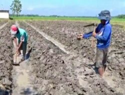 DKPP Ngawi Targetkan 2.000 Hektare Lahan Tembakau pada 2025